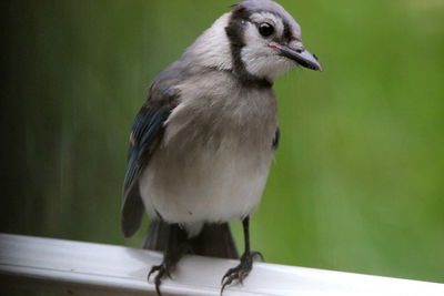Close-up of bird perching on railing