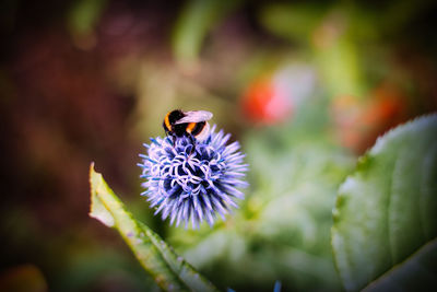 Close-up of bee on purple flower