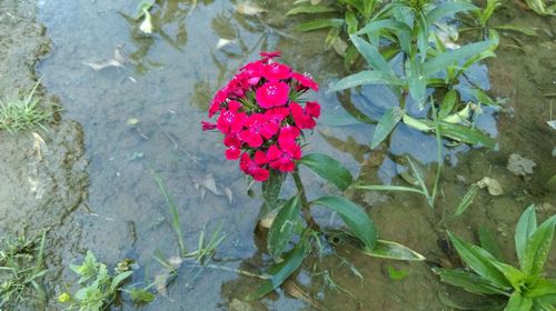 High angle view of red flowers blooming in water