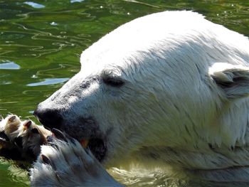 Close-up of horse in water