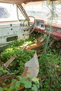 Abandoned car amidst plants