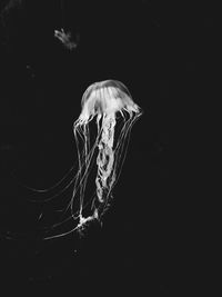 Close-up of jellyfish swimming in water