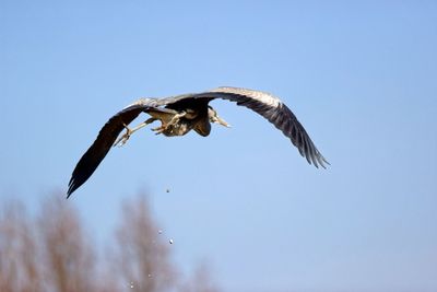 Heron defecating in mid-air