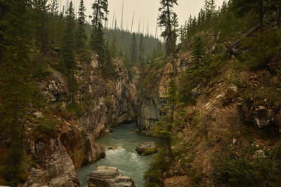 Scenic view of river amidst trees in forest