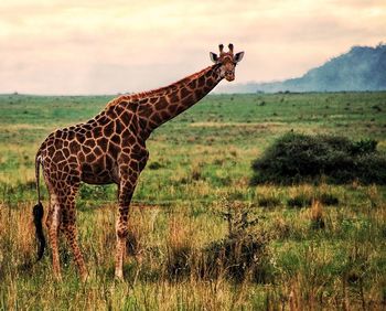 Giraffe standing on field against cloudy sky