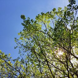 Low angle view of tree against clear sky