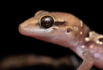 Close-up of termite hill gecko