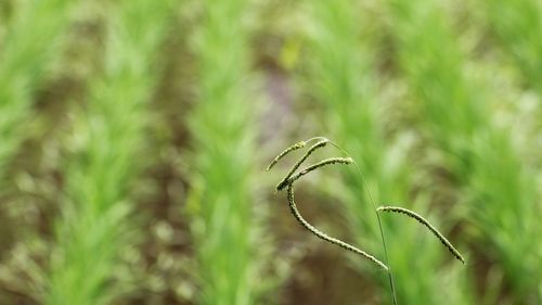 Close-up of plant on land