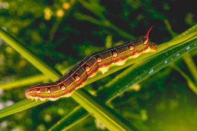 Close-up of insect on leaf
