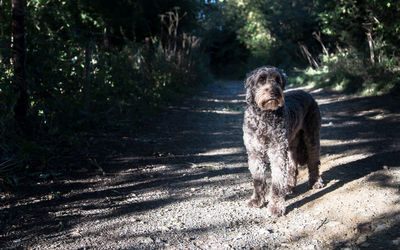 Portrait of dog standing on road by plants