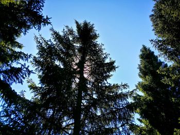 Low angle view of tree against blue sky