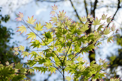 Low angle view of flowering plant