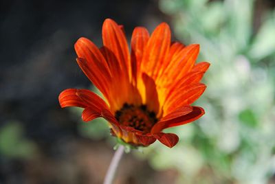 Close-up of orange flower against blurred background