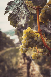 Close-up of grapes growing in vineyard