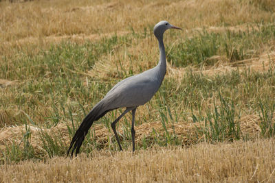 Gray heron on field