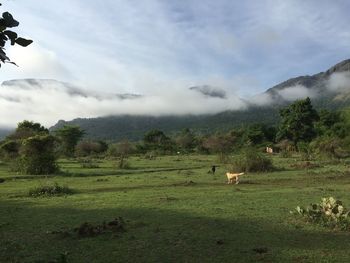 Scenic view of landscape against cloudy sky