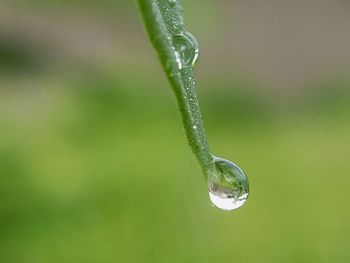 Close-up of raindrops on plant