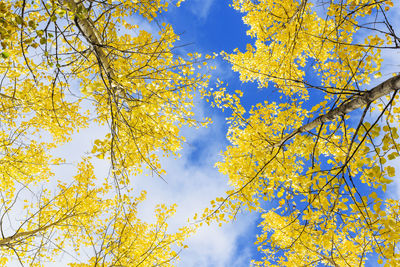 Low angle view of tree in autumn