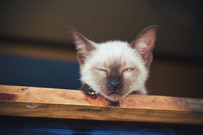 Close-up of a cat