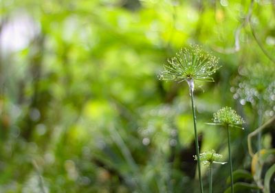 Close-up of flowering plant