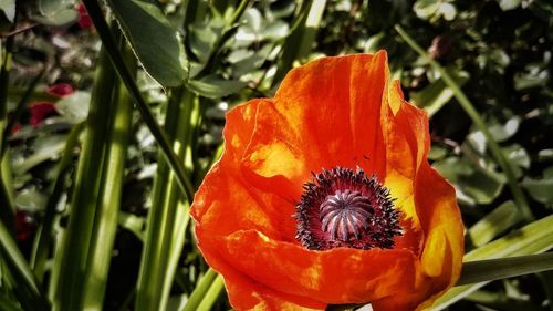 Close-up of orange poppy