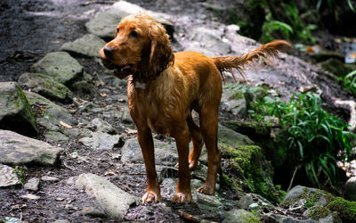 Dog standing on rock