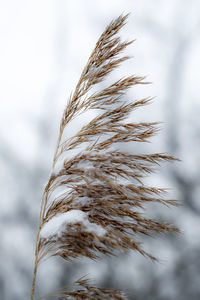 Close-up of stalks against sky