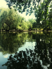 Scenic view of lake in forest against sky