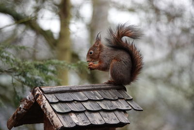 Close-up of squirrel on tree
