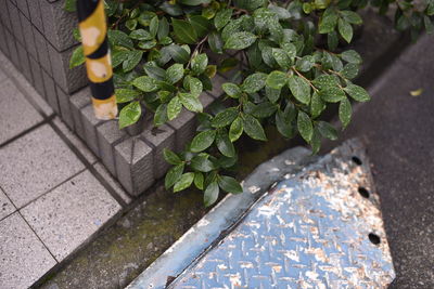 Plants growing on a tree