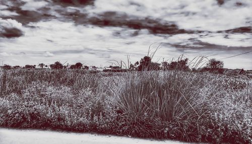 Scenic view of frozen field against sky