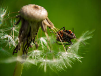 Close-up of insect on flower