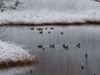 Ducks swimming in lake