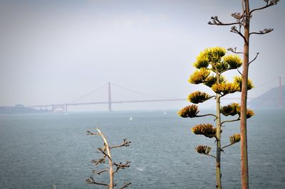 View of tree at seaside