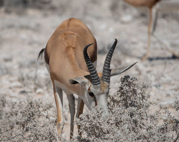 Kalahari springbok in the etosha national park namibia south africa