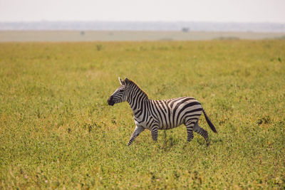 Zebra standing on grassy field