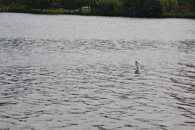 View of birds swimming in lake