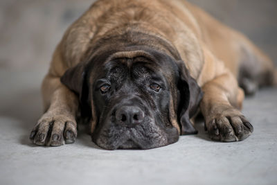 Close-up portrait of dog relaxing on floor