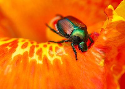 Close-up of insect on orange flower