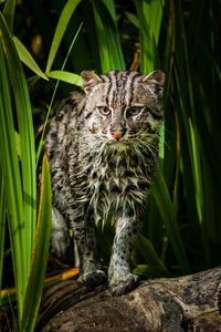 Portrait of alert cat on drift wood in forest