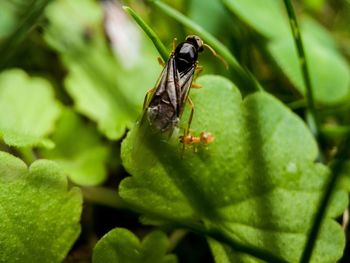 Close-up of fly on leaf