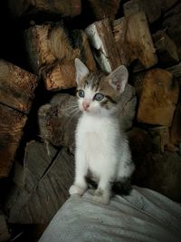 Portrait of cat sitting on wood