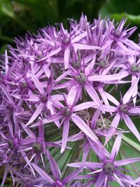 Close-up of purple flowering plant