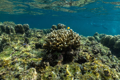 View of coral swimming in sea