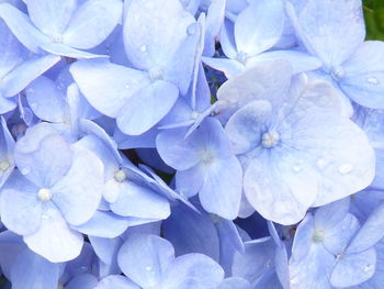 Close-up of blue hydrangea flowers