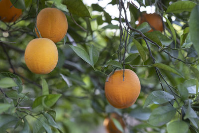 Orange fruits on tree