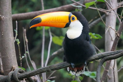 Close-up of bird perching on branch