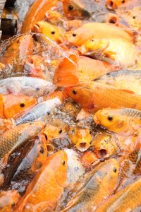 High angle view of fish in pond