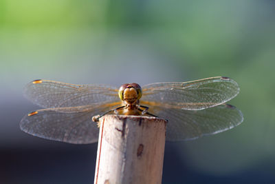 Close-up of dragonfly on leaf