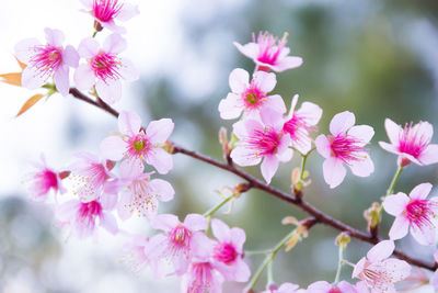 Close-up of pink flowers